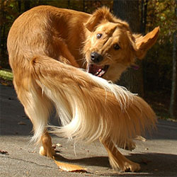 For The Dog Owners Looking For Fun & Laughter